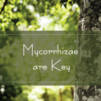 Trees Are Key 251 Trees Are Key 251